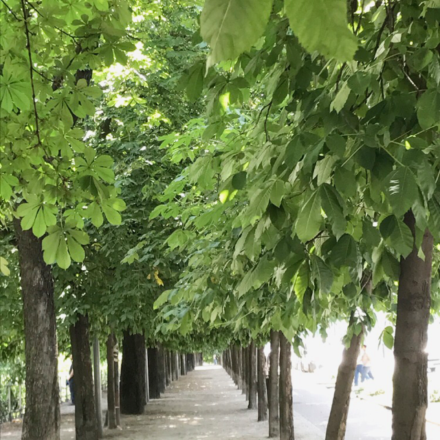 ミラノも新緑が美しい初夏。
そして気温も一気に上がって日中30度という日も。
陽射しが強く、やや湿気も感じる。でも日陰は心地よく、時折微風が肌に触れるとこの上ない幸せを感じる。
暑さしのぎにマロニエの並木道を歩くのも悪くない。