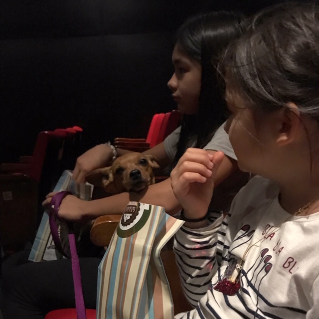 IL CINEMINOが一般の映画館と違うところはなんと言ってもCINEBAU(チネバウ=わんわんシネマ)があるところ。平日の午後の上映は、愛犬を連れてしかも夜の上映よりもお得なお値段で映画を観ることができるのだ。地域のお年寄りや犬を家に置いて普段映画を楽しむことが出来ない人達のことを考えての素晴らしいアイディア。
週末は小さな子供達向けの作品も上映され、お行儀の良い小型・中型犬ならもちろん犬を連れての入場も可能。シアターで売られているポップコーンのパッケージやグッズも可愛いので必見。
何か新しいもの、他とは違うことを模索する若いミラネーゼ達によって出来たIL CINEMINO、今後のミラノが楽しみだと思わせる場所だ。